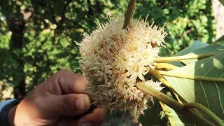 Mesmerising ‘Chiuri Phool’ in Pyuthan, Nepal