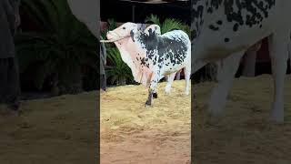 Thora strong version:A breathtakingly beautiful animal selected for Cattle Icon 2026 #short #bull