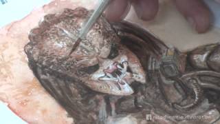 Predator - Watercolor Speedpainting By Nico Di Mattia