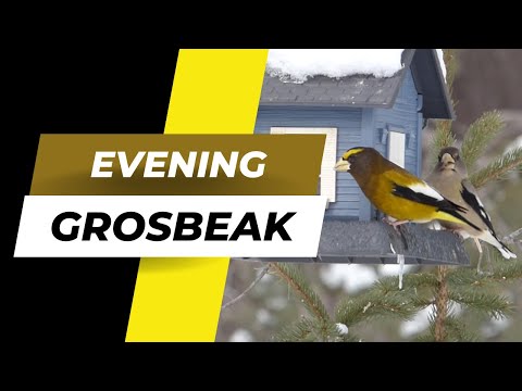 Learn the Song/Call of the Evening Grosbeak