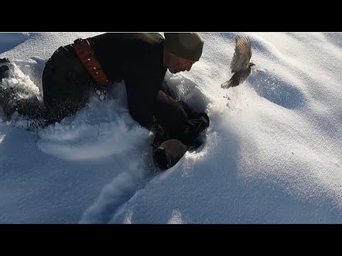 Video: Kışın karda sülün avı