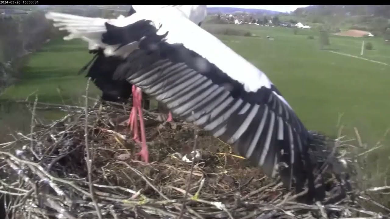 Storchennest Lindheim - Nestrenovierung - 02.03.2024