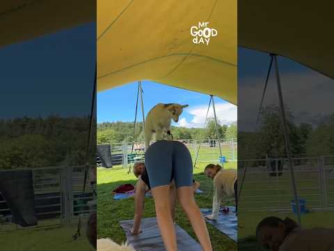 Yoga With Goat #shorts