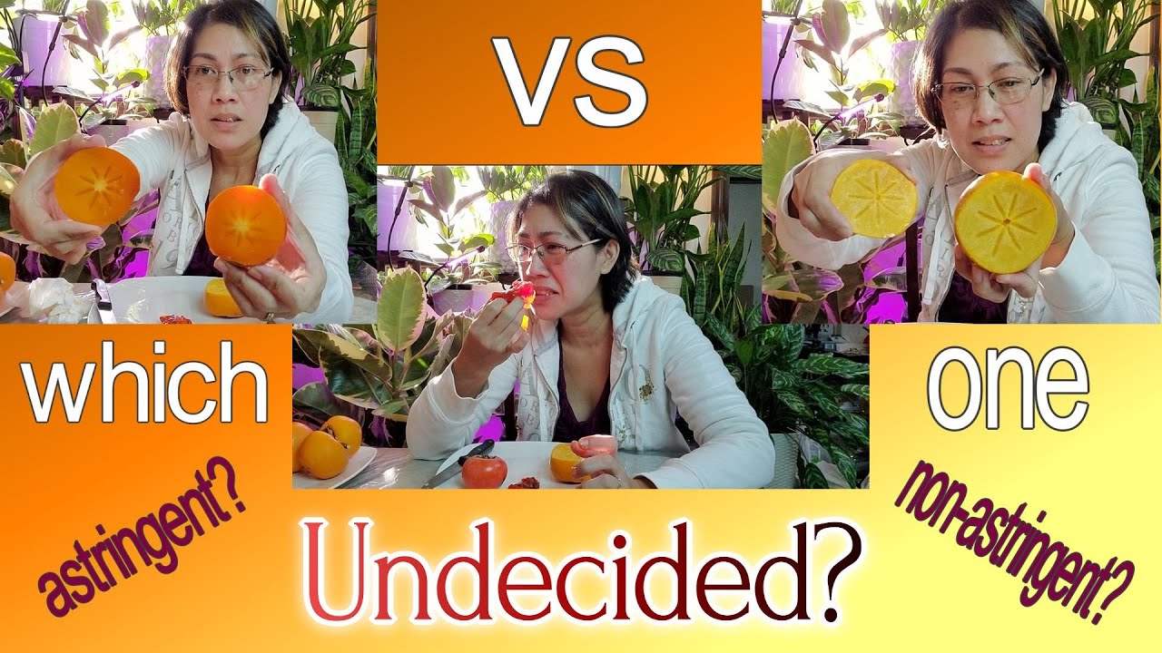 Nikita Gift Vs Fuyu Persimmon Taste Testing 🍊🍊🍊Astringent Vs Non-Astringent | Nj And Tx Garden