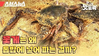 물에 사는 꽃게를 톱밥 속에 넣어서 파는 이유 [갓 나온 맛도리 EP.19] /스브스뉴스