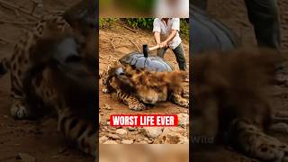 5 Animals That Have The Worst Lives Ever