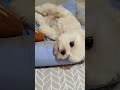 Jad lazy 😀😂 (subscribe 🥰) #puppy #puppylove #shorts #funny #funnypuppy  @AnimationFY25