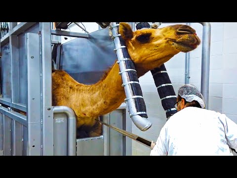 Видео: Современный завод по переработке верблюжьего мяса 🐪- выращивания верблюдов производит мясо и молоко