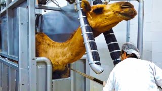 Modern Camel Meat Processing Factory   Camel Farming Technology Produces Meat and Milk