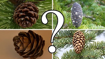 HOW TO DISTINGUISH BETWEEN PINE, SPRUCE, FIR, and LARCH | CONIFER ID