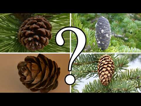 Video: Bagaimana Membedakan Pinus Dari Larch