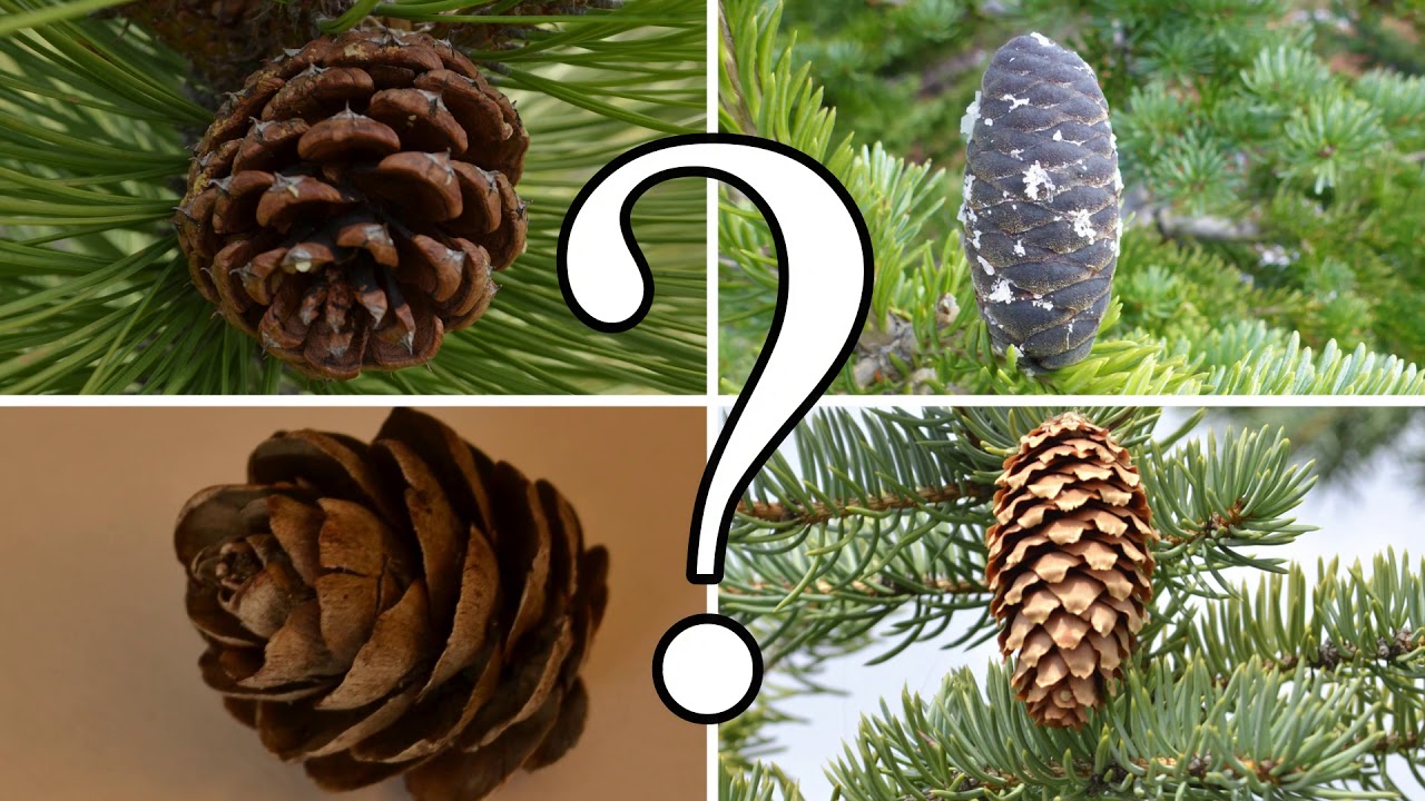 identifying pine cones