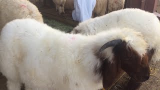 Goat market Eid Al Adha 2021 Dahar Area in Kuwait