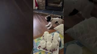 See why my puppy is freaking out