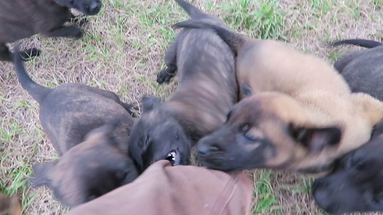 Dutch Shepherd Belgian Malinois Puppies For Sale Youtube