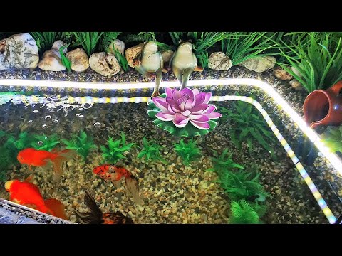 Золотая рыбка-перевёртыш. Как спасти золотую рыбку! 100 проверенный способ! #КакСпастиЗолотуюРыбку