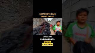 Download Lagu GERANDONG CAHYA KEJAR BOCIL #shorts #humor #lucu #videolucu #ketawa #ngakak #prank #viral MP3