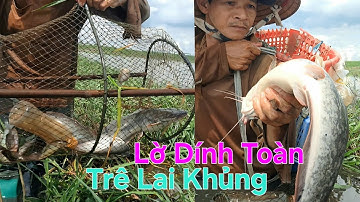 Thăm 5 Lờ Cá Dính Toàn Cá Trê Lai Khủng Và Cá Thác Lác Ruộng – Mùa Nước Nổi Cá Vô Lờ Liên Tục 