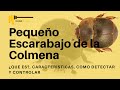 ⚠🐛PEQUEÑO ESCARABAJO DE LA COLMENA🍯 Un enemigo a temer | 🐝Por KaabKaax - Apicultura para todos🐝