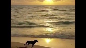 Run Your Business Like This Horse  WP CV Builder for Passive Income