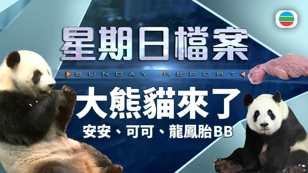 TVB 星期日檔案｜大熊貓來了　海洋公園悉心照顧　各界如何把握「大熊貓經濟」的商機？｜安安｜可可｜盈盈樂樂龍鳳胎｜無綫新聞 TVB News