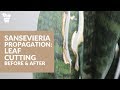 Sansevieria Propagation | Snake Plant Propagation | Propagation by Leaf Cutting