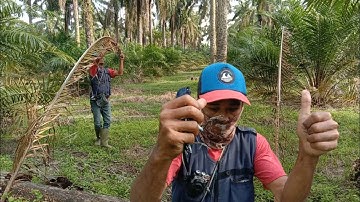 VIRAL !! Mikat burung Kacer tanpa pikat. NO EDIT?