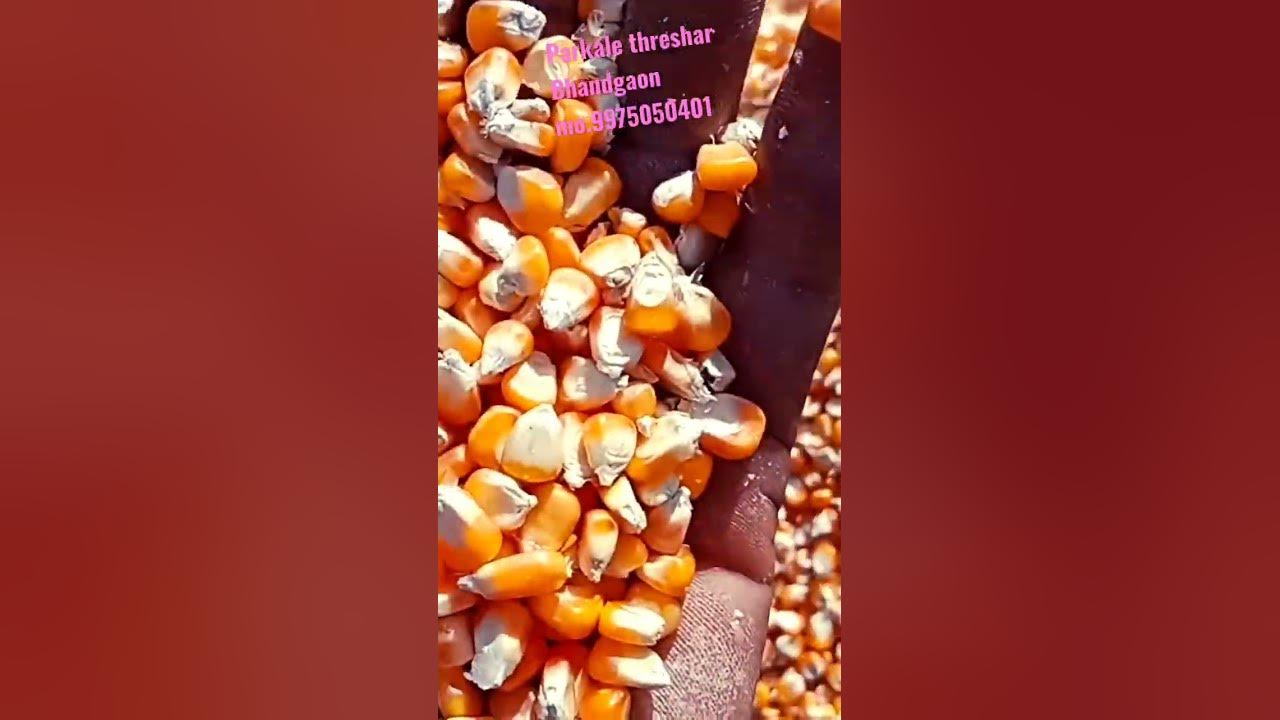 prakash maka threshar 🎉🌹🌹🌹🚜 YouTube