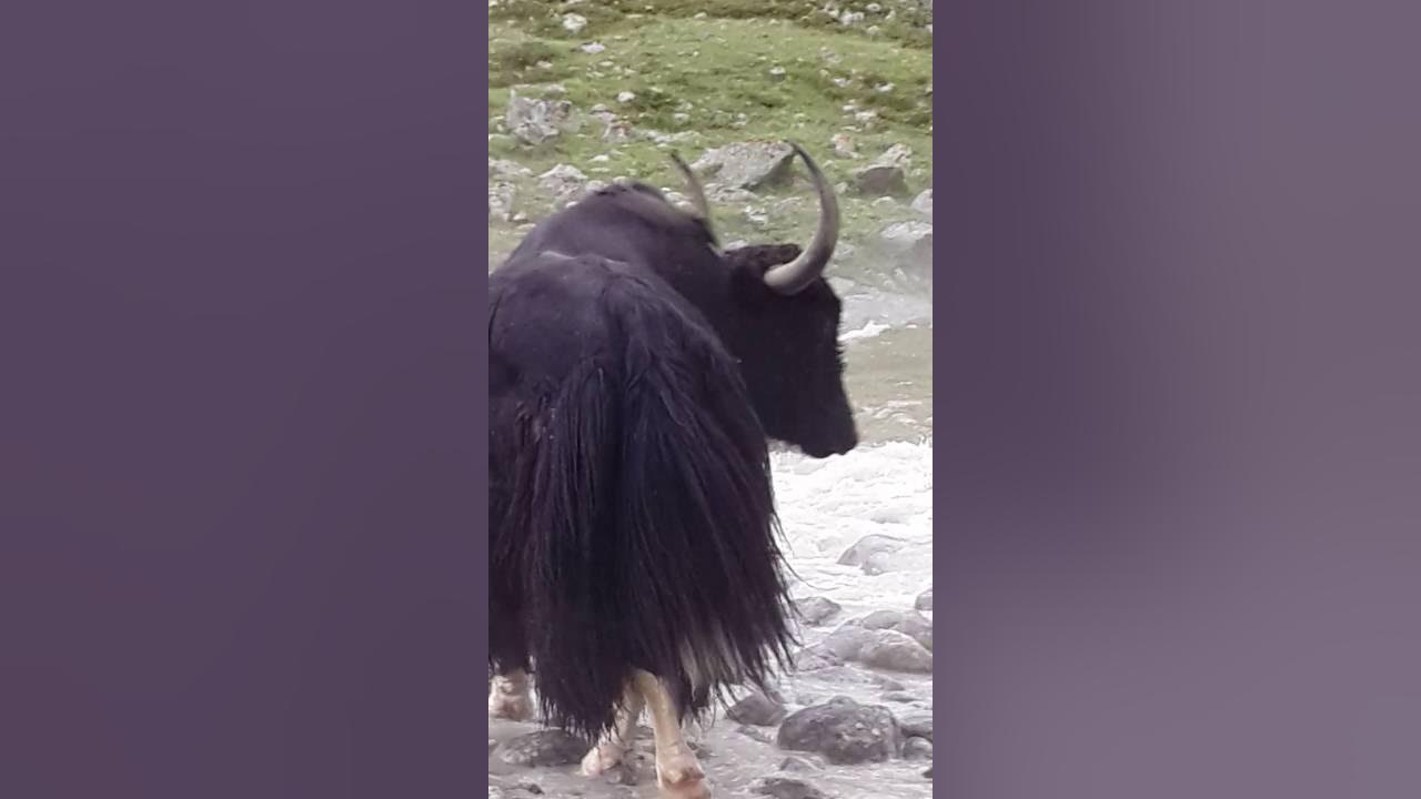 Яке яке видео видео. Яке яке видео видео