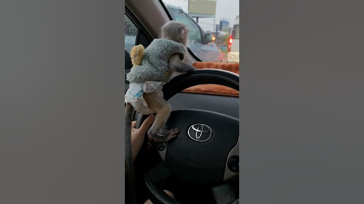 等个红灯，小宝想试试开车了He wants to drive the car #funny #animals #share #tiktok #shorts
