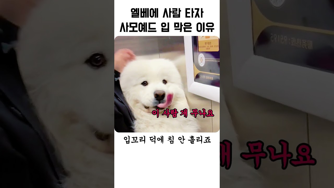 엘베에 사람 타자 사모예드 입 막은 이유