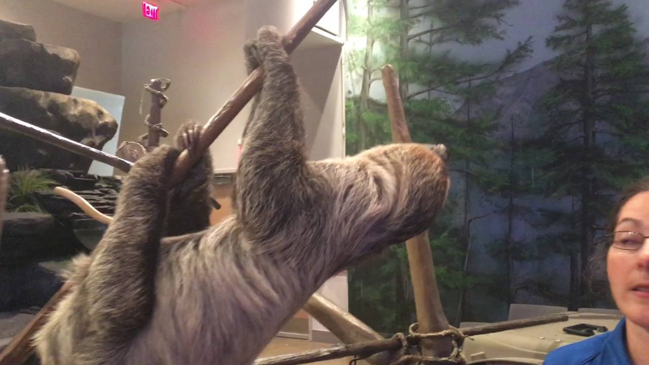 Valentino The Sloth at The National Aviary in Pittsburgh (from "The ...