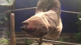 Valentino The Sloth at The National Aviary in Pittsburgh (from "The Ellen DeGeneres Show")