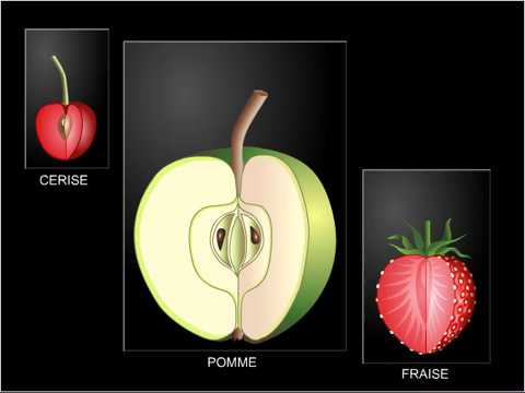 Vidéo: Dans le péricarpe des fruits se développe à partir de ?