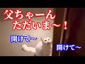 野良猫が遊びに来た？のか遊びから帰って来た？のか分からないけど良く喋って可愛いです