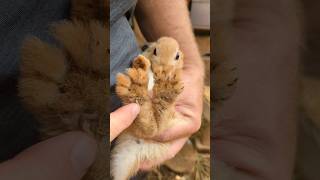 rabbits on wire mesh vs free range rabbits. comparison of bunny feet. More healthy on the wire?!