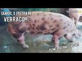 VERRACO Finalizador DUROC X PIETRAIN execelente Reproductor!!!