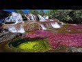 Caño Cristales Tour - Colombia | FlashpackerConnect