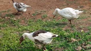Goose World..goose Corner..goose Together...