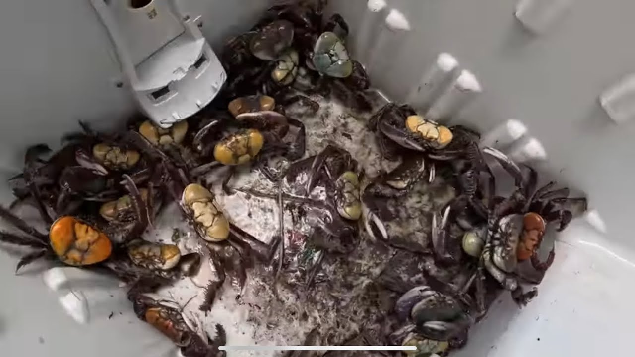 HOW TO COOK CREKETE AND CRAB CURRY!!!