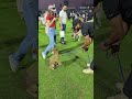 🐕🦺👿Самые "опасные" собаки на #K9 #Дубай  #shorts #путешествия