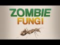 Cordyceps  mind controlling zombie fungus