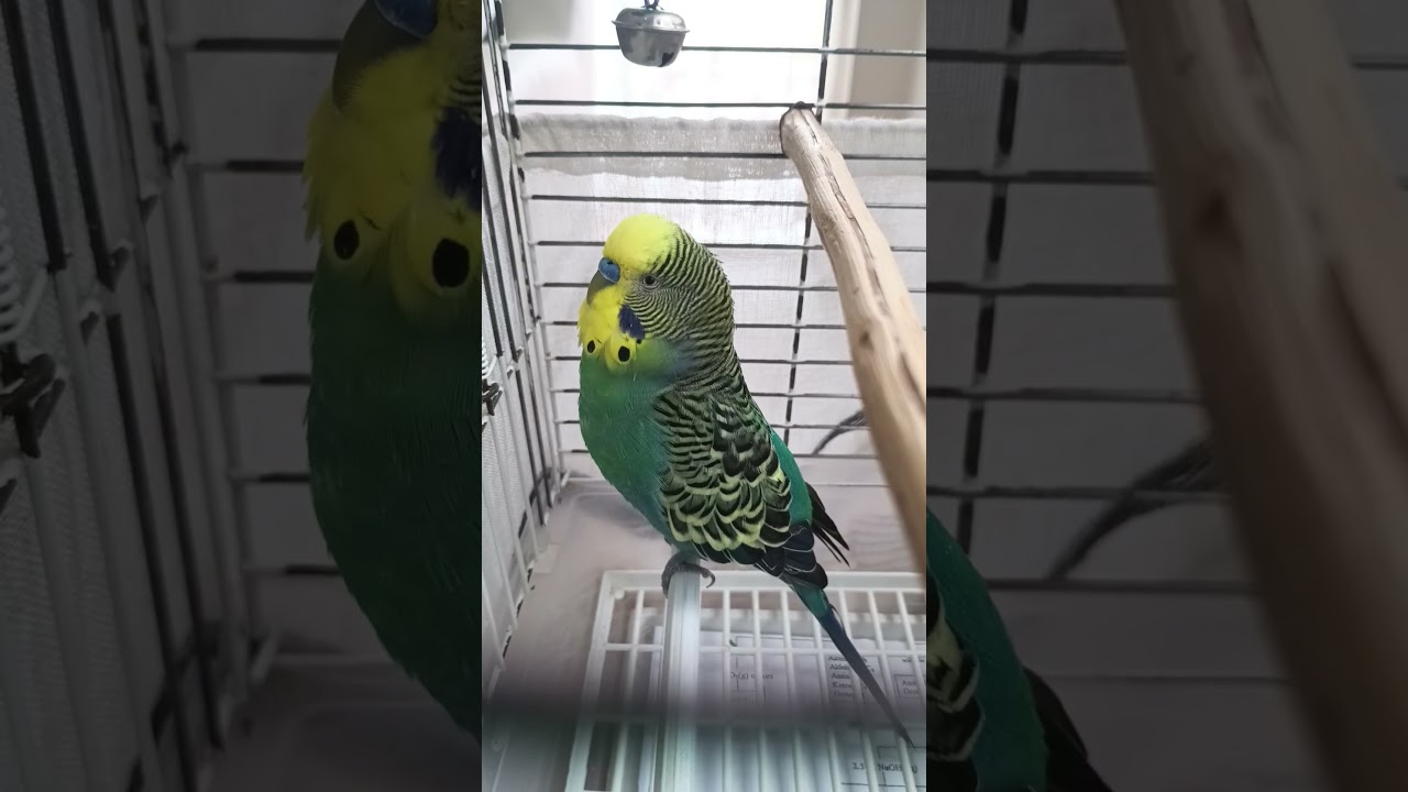 Balım reis kendi kendine Sohbet😂 #konuşankuş #muhabbetkuşu #vogel #birds #parrot #talkingparot