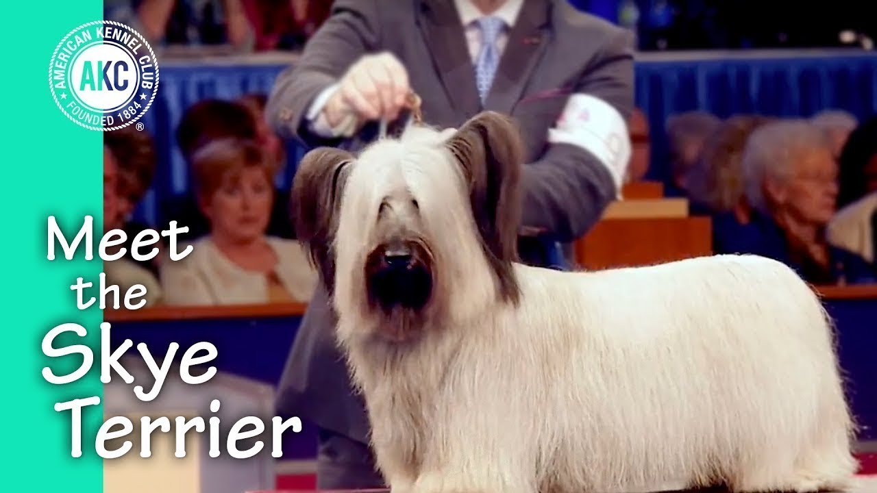 dog skye terrier