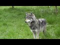 Are dogs 'pack animals' like wolves? Mp3 Song