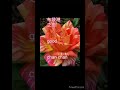 рџЌЋchan ChanрџЌЋ еёѓиў жёЇд ж ЂрџЊ рџђ рџђџрџ ћрџ ђрџ Ђрџ њ рџЌЋchan ChanрџЌЋ еёѓиў жёЇд ж ЂрџЊ рџђ рџђџрџ ћрџ ђрџ Ђрџ њ