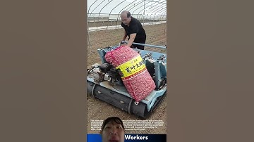 Cách Trung Quốc sử dụng máy cấy trồng củ tỏi