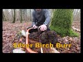 Bushcraft: Harvesting Silver Birch Burr or Burl to turn into a Kuksa and Spoons