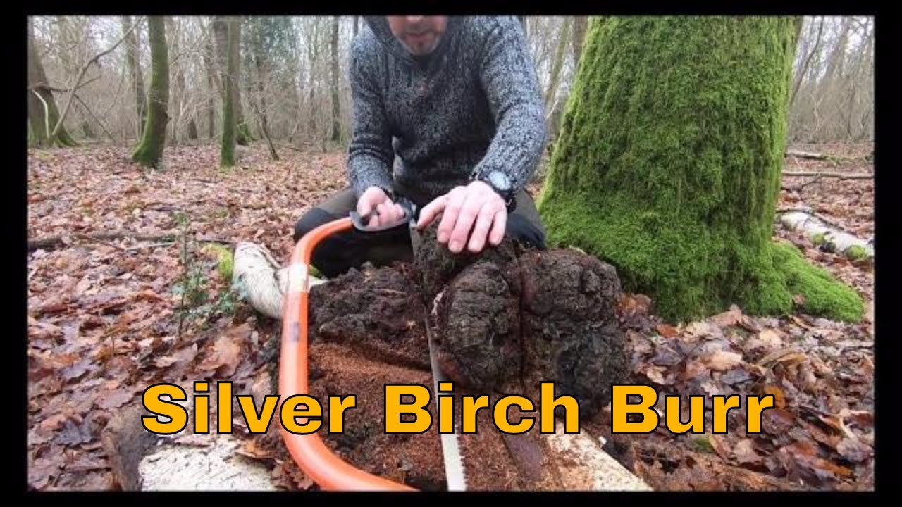 Bushcraft: Harvesting Silver Birch Burr or Burl to turn into a Kuksa and Spoons