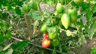 🍅Эти сорта я буду садить каждый год.🍅🍅🍅 Наш урожай томатов на 26 08 2018 😀